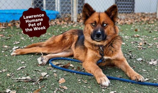  From feral to trusting, Lulu has the ultimate comeback story